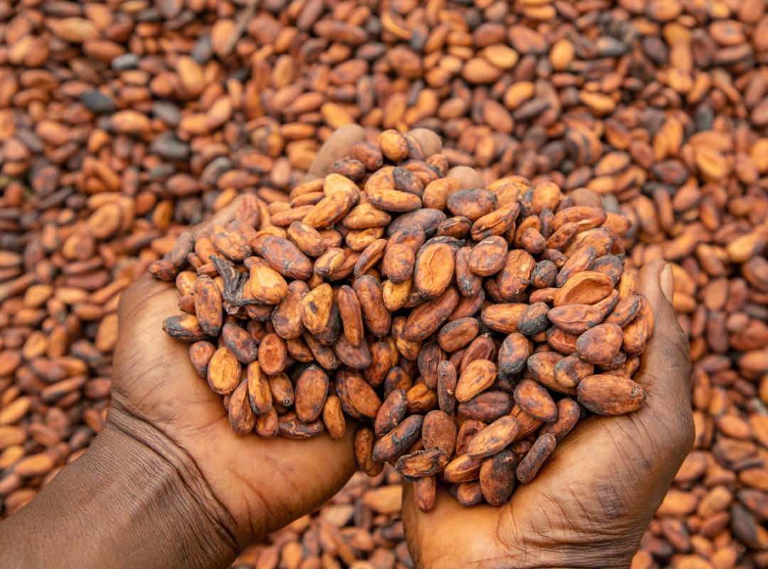 cocoabeans